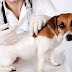 Saúde realiza Dia D de Vacinação contra a Raiva Animal em toda a Paraíba.