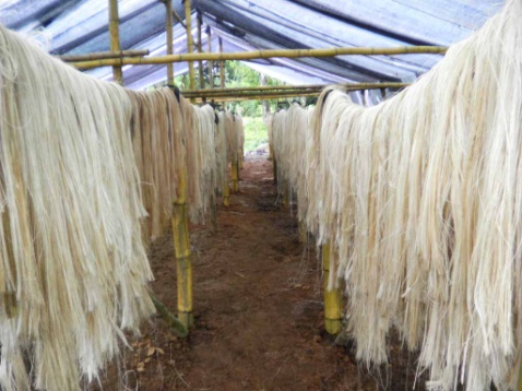 Ilmu Textill Serat  Alam Batang Dan Daun Serat  Batang dan Daun