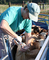 drenching a lamb