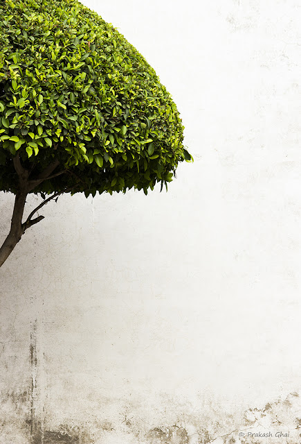 A Minimalist Photo of A Hypnotic Green Tree at Akshardham temple, Jaipur