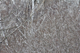 March is pussy willow time