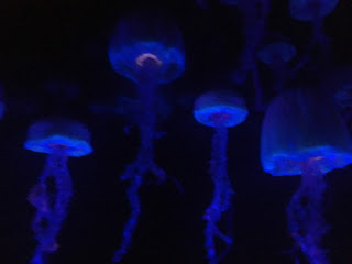 Jellyfish Epcot The Seas With Nemo and Friends Ride Walt Disney World