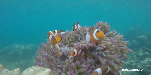 spot taman laut pulau pahawang