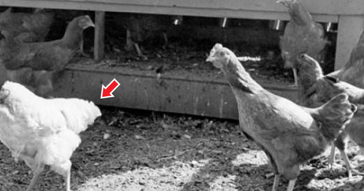 Chickens, with the longest record for a headless chicken running around alive is a year and a half.