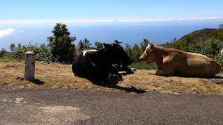 Madeira. Paul da Serra