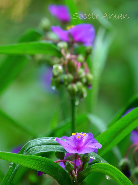 Tradescantia virginiana