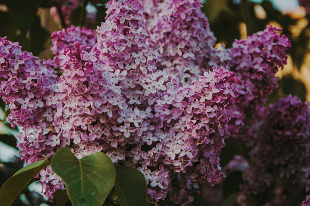 Lilac flower care
