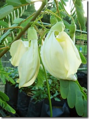 Sesbania grandiflora white1