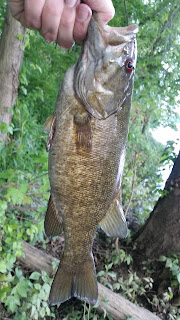 Potomac river smallmouth ned rig