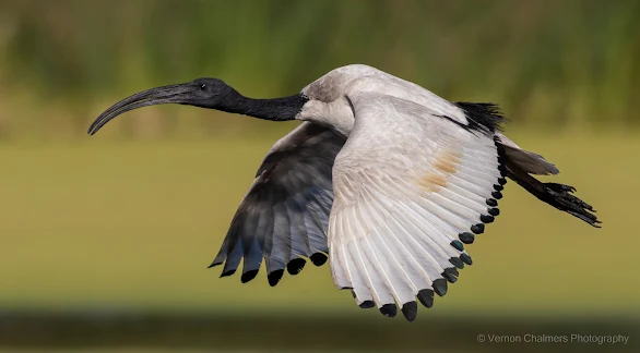 African Sacred Ibis Intaka Island, Cape Town