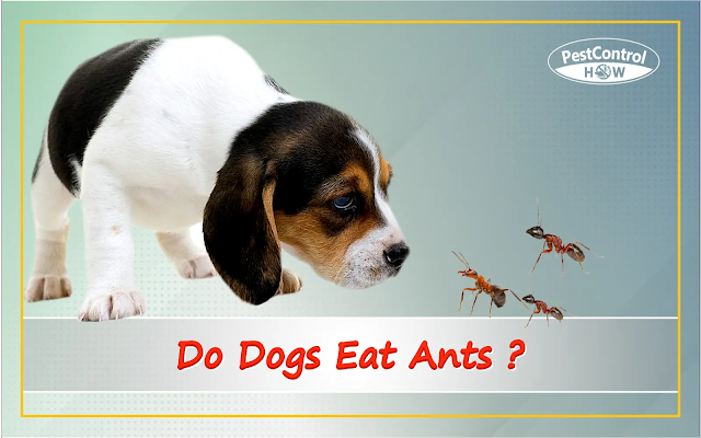 do-dogs-eat-ants