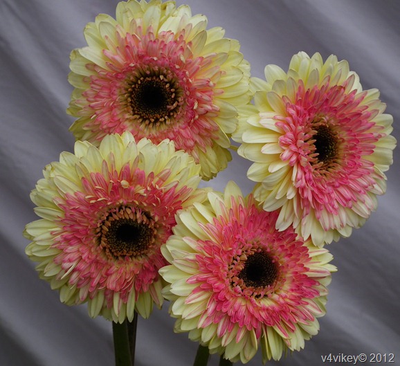 beautiful flowers 