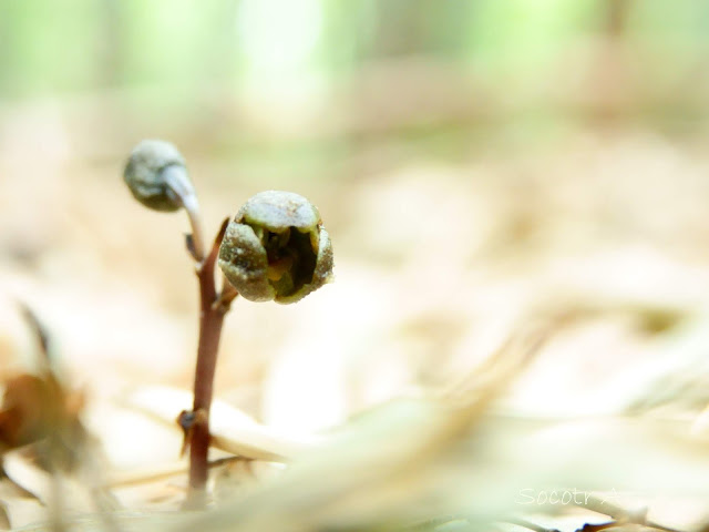 Gastrodia confusa