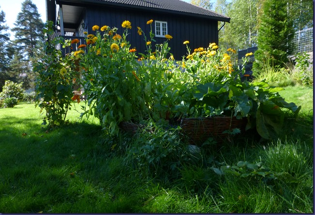 150919 ringblomster og rabarbra