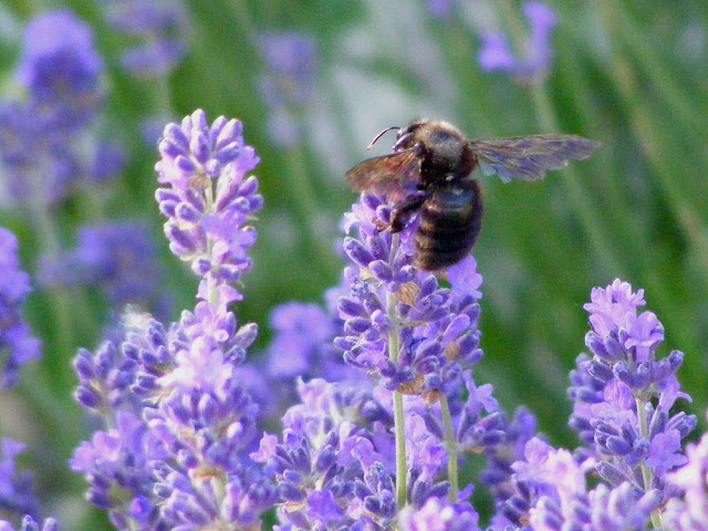 Violet Carpenter Bee Xylocopa violacea on lavender.  Indre et Loire, France. Photographed by Susan Walter. Tour the Loire Valley with a classic car and a private guide.