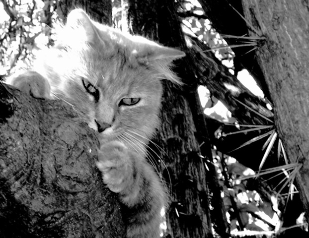 gatoarbol