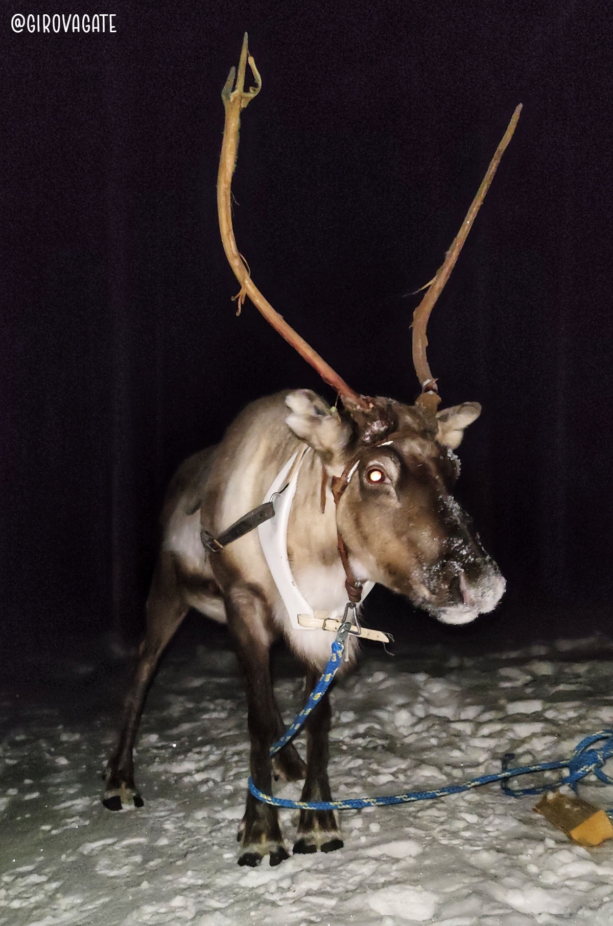 Salla Reindeer Park Safari