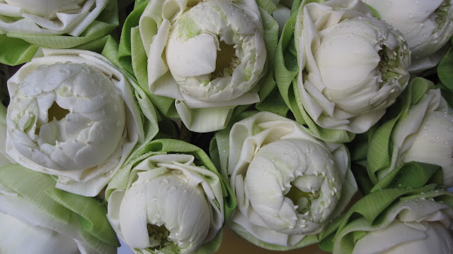 Perfect white prayer flowers.