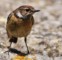 Tarabilla común (Saxicola rubicola).