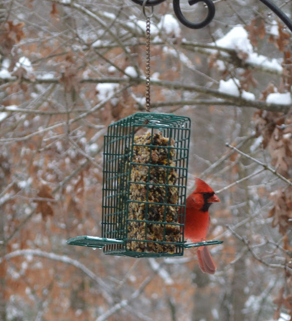 Cardinals Birds Habitat