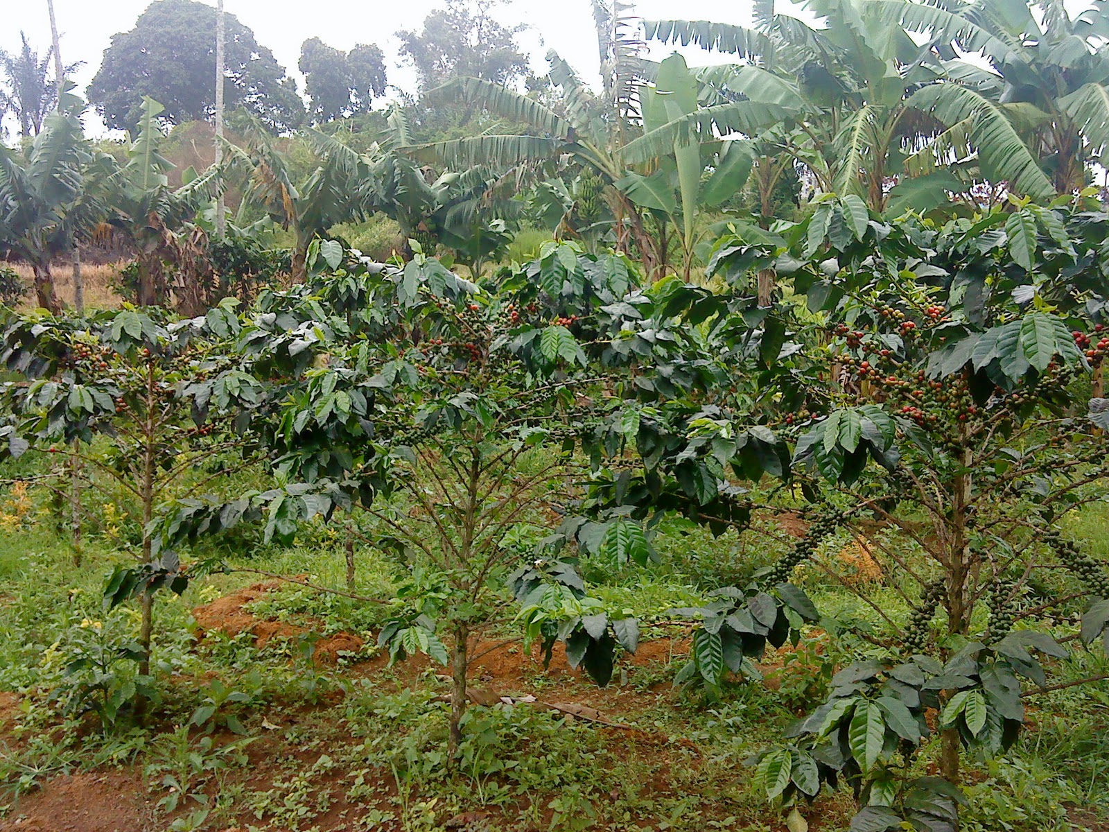 Coffee trees - Kopi Ateng