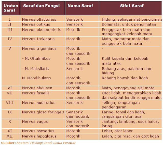 Susunan Sistem Saraf Tepi (Perifer)