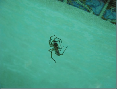 pool tarantula 003