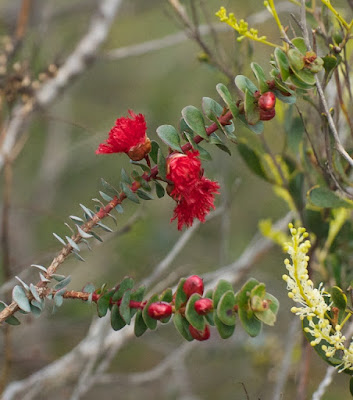 Scarlet Featherflower (Verticordia grandis)