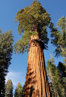 Sequoia Hyperion