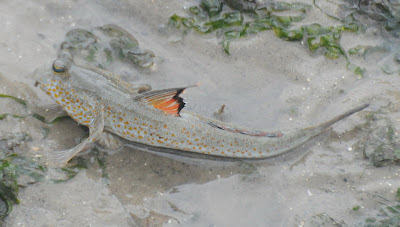 Gold-spotted Mudskipper (Periophthalmus chrysospilos)