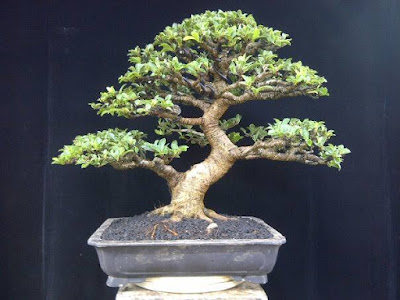 Bonsai Beringin Elegan (ficus elegant)