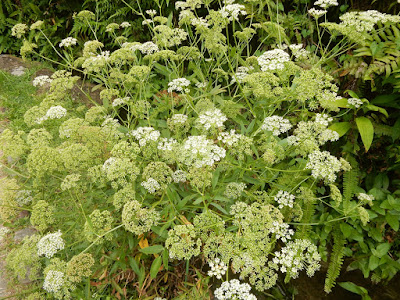 細葉零餘子的花序