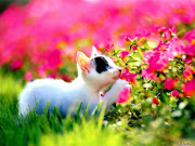 Cute Cat in Garden Flower Wallpaper. Mohammad Nizar Friday, January 25, . (cute cat in garden flower wallpaper)