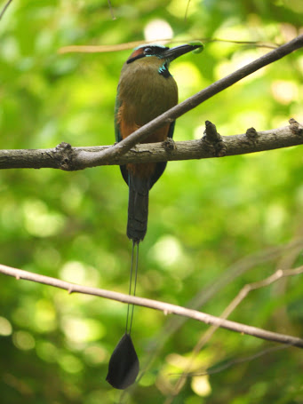 Eumomota superciliosa