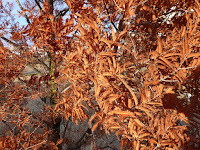 打上川治水緑地・メタセコイアの紅葉