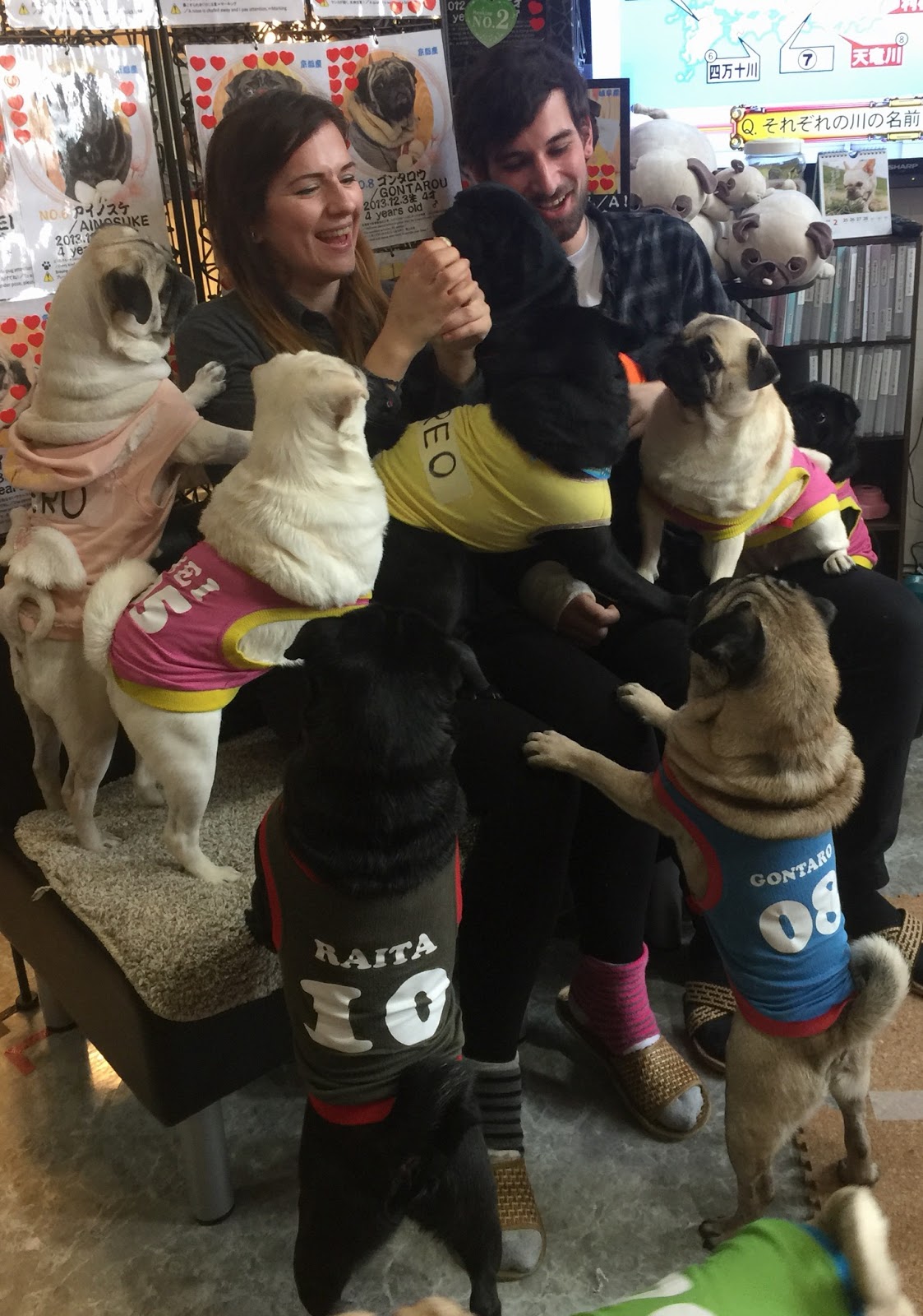 Becca Lives In Japan Pug Cafe Kyoto