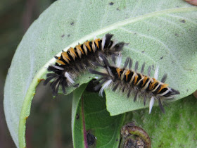 tiger tussock moth
