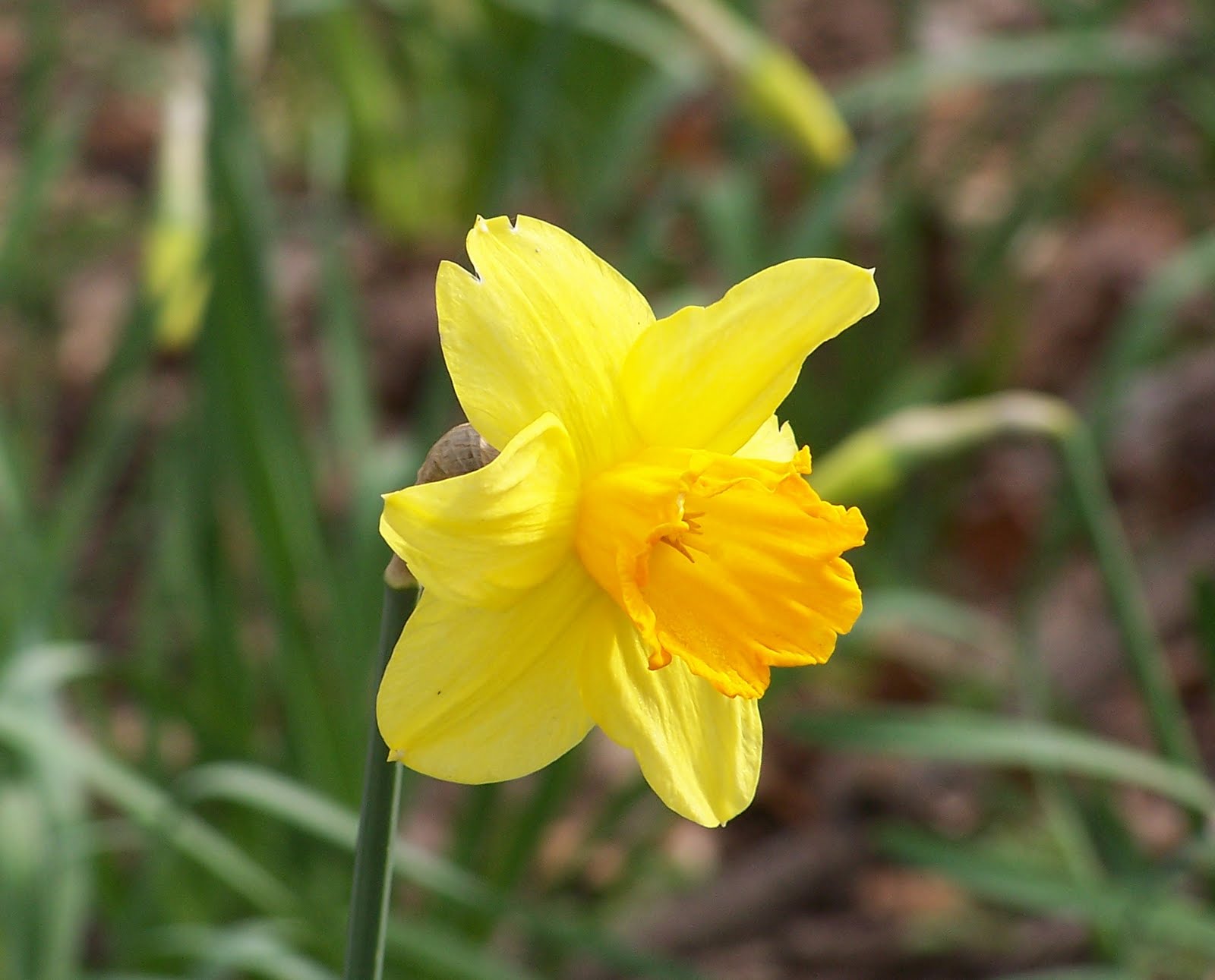 white narcissus flower narcissus flower yellow narcissus flower