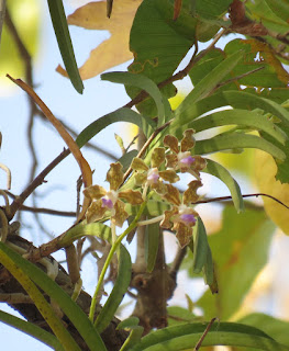 Vanda tessellata