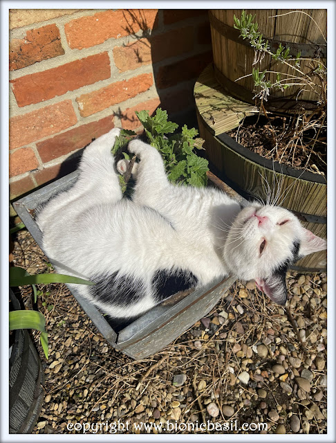 The BBHQ Midweek News Round-Up ©BionicBasil® Smooch Is Keeping The Catnip Warm