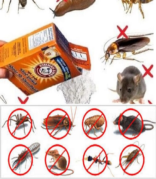 How to keep insects away from the house with baking soda