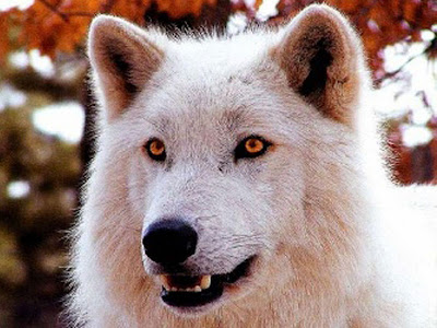 White Wolf Latest Wallpapers 2012