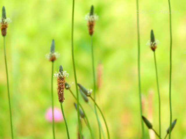 Plantago lanceolata