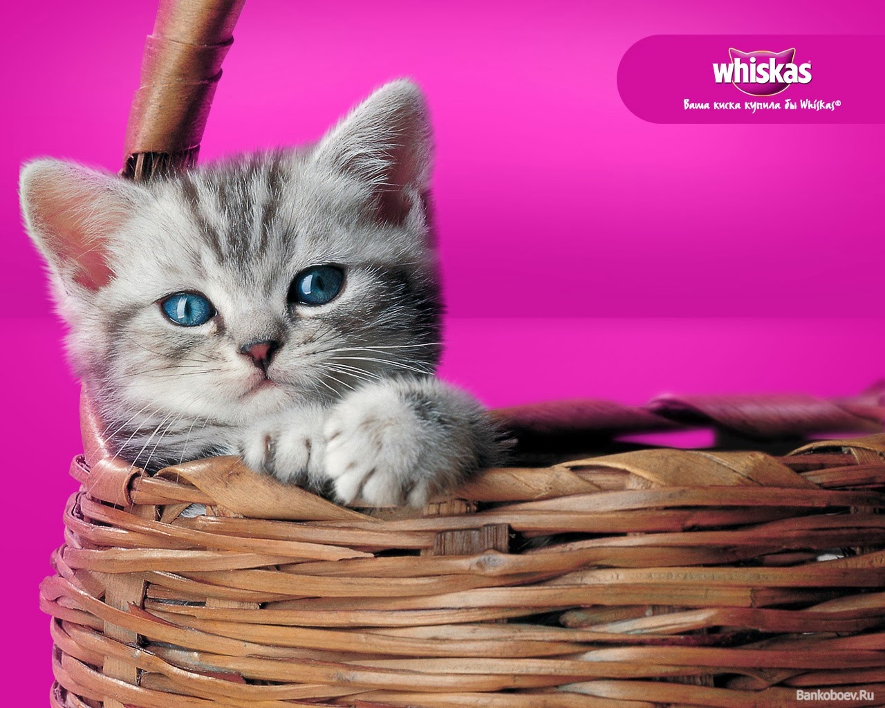 Review Makanan Kucing Whiskas Junior Kitten RadioKucingcom