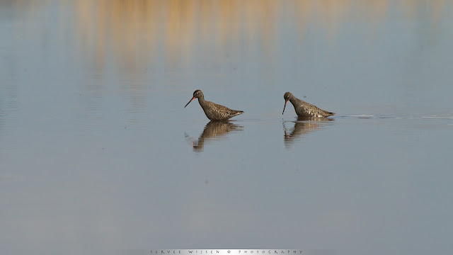 Zwarte Ruiter - Spotted Redshank - Tringa erythropus 