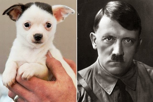 anjing wajah mirip adolf hitler