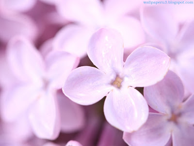 Flower Standard Resolution Wallpaper 127