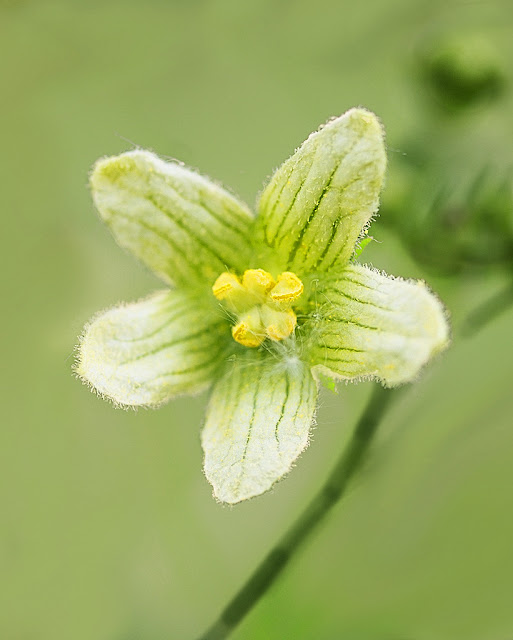 Close up of a single white bryony flower