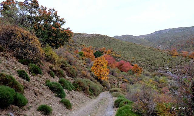 Tejo, Dehesa del Camarate, Bosque encantado de Lugros