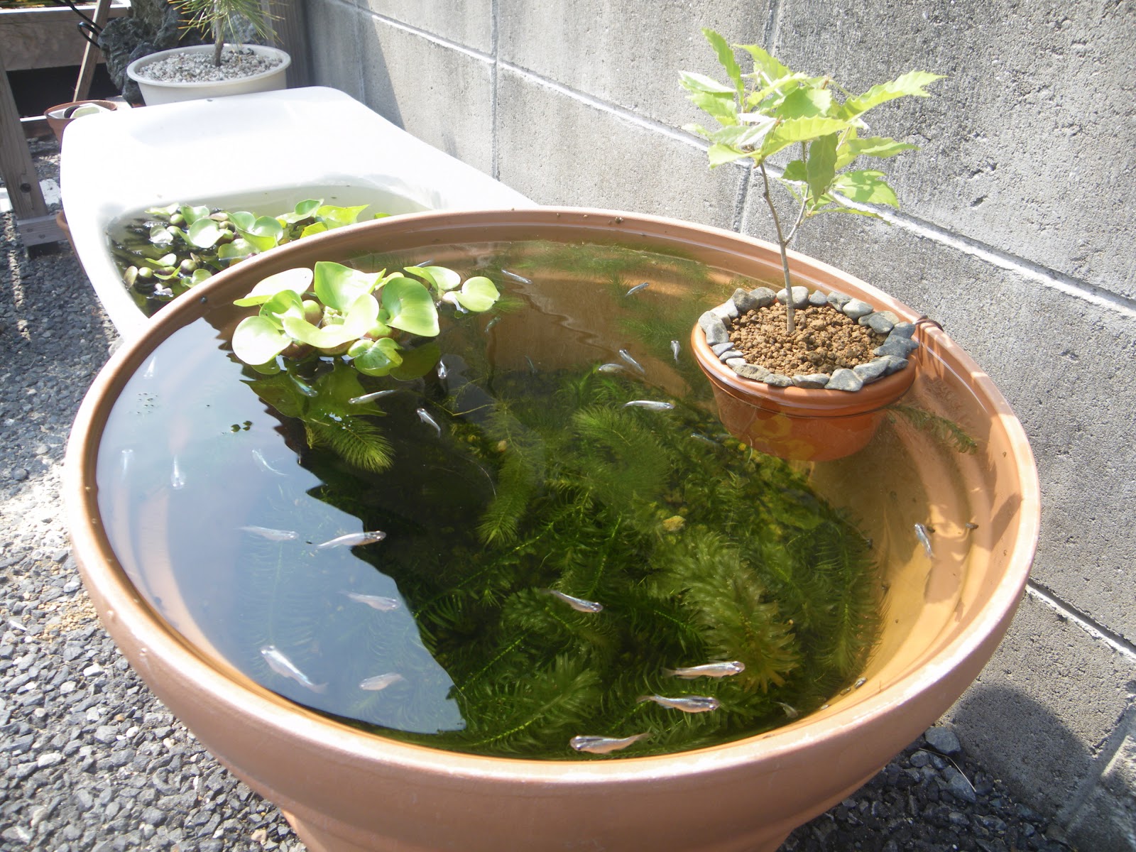 メダカビオトープをライトアップして楽しむ コナラの鉢植え 姫睡蓮のつぼみ メダカの大工